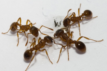 Уничтожение муравьев   в Дмитрове 